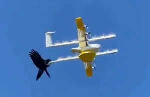 Kruk atakuje drona dostawczego