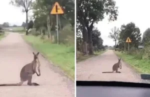 Nietypowe zjawisko na mazurskiej drodze. Kierowca spotkał... kangura