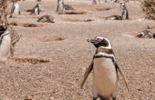RPA: Pingwiny zginęły po ataku pszczół. Nie żyją 63 ptaki