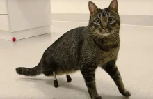 Kot Vincent może chodzić dzięki drukowi 3D –