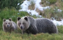Turystka zadzwoniła do TOPR ze strachu przed "ryczącym niedźwiedziem"