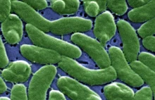 Nowe informacje o Polaku zakażonym "mięsożerną bakterią"