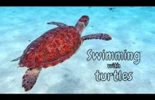Podwodny spacer z żółwiami