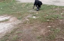 The dog plays with the boot