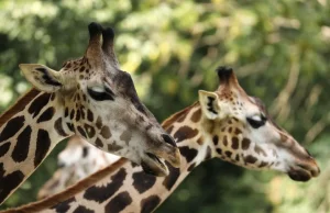 Warszawskie zoo zbiera jesienne przysmaki dla zwierząt