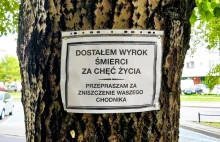 Radna prosiła o naprawę chodnika, urzędnicy postanowili wyciąć drzewo.