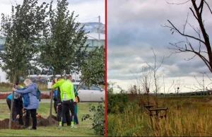 Urzędnicy sadzą nowe drzewa, ekolodzy pokazują, jak umierają po kilku latach
