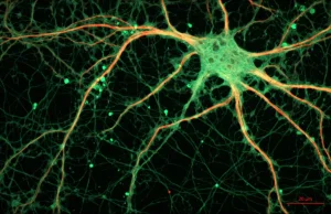 Uwiecznili aktywność miliona neuronów jednocześnie.