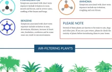 Najlepsze rośliny do oczyszczania powietrza wg. NASA.[ENG]
