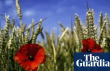 Następna cegiełka upadku UK, nie ma Unii nie ma przepisów, witaj GMO