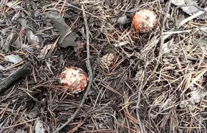 Little fly agaric