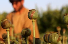 Cena opium w Afganistanie wzrosła trzykrotnie