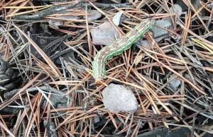 Forest caterpillar