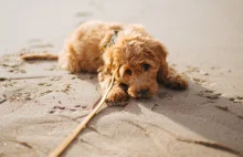RPO: zakaz wyprowadzania psów na plaże jest sprzeczny z prawem |...