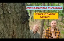 Niesamowita przyroda. Walka Jelonków Rogaczy