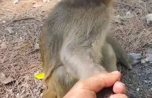 Zdezorientowana mała małpka