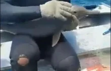Nurek pomaga małemu delfinowi