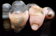 Palce goryla po utracie pigmentu wyglądają prawie jak ludzkie!