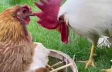 Kurczak zaskoczył koguta niezwykłymi młodymi