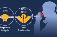Nobel z dziedziny medycyny za receptory temperatury i dotyku [ENG]