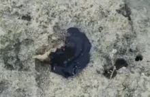 Czarne venomo-podobne coś atakuje kraba