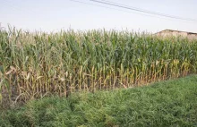 Podlaskie: Z nielegalnymi imigrantami przez pole kukurydzy