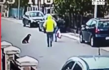 Bezpański pies broni kobiety przed rabusiem