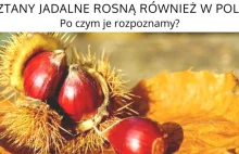 Kasztany jadalne rosną również w Polsce! Po czym je rozpoznamy?