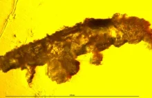 Niesporczak sprzed 16 mln lat zamknięty w bursztynie to nieznany gatunek