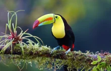 Kostaryka – tropikalny raj w Ameryce Środkowej - Magazyn VIP