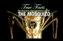 True Facts: The Mosquito [ENG]