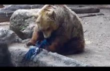 Niedźwiedź ratuje wronę