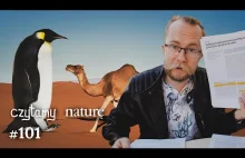 Czytamy naturę #101 | Saudyjskie wielbłądy - Prognoza "na już" - Pingwin-olbrzym