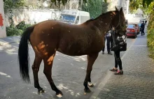 Koń w centrum Lublina. Spłoszone zwierzę schwytali policjanci