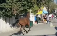 Koń szalał w centrum Lublina [VIDEO]