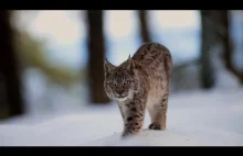 Zobacz jak żyje największy dziki kot w Polsce! Dzikie Oblicze Polski