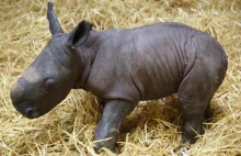 Mały nosorożec uśpiony po narodzinach w Niemczech