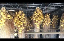 Nowoczesna technologia uprawy ziemniaków