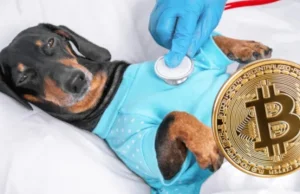 Salwador zbuduje nowoczesną klinikę dla zwierząt za kasę z Bitcoinów