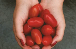 Włoski Klimat - prawdziwe pomidory z Włoch