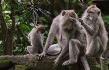 USA: Zoo zaszczepi zwierzęta na koronawirusa