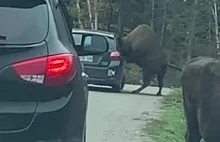 Żubr utknął głową w samochodzie