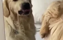 Pies ćwiczący gniewną twarz