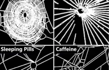 Jak pająki tkają sieć po różnych narkotykach? Eksperyment NASA z 1995