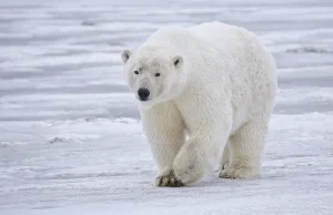 Niedźwiedzie polarne czeka zagłada. Katastrofa może nadejść naprawdę szybko