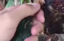 Mężczyzna znalazł ptaka, który utknął dziobem w drzewie