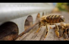 Makro pszczoły