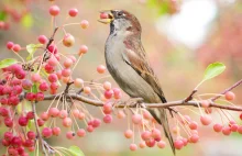 Jak dokarmiać ptaki w sezonie jesiennozimowym, aby nie zrobić im krzywdy?...