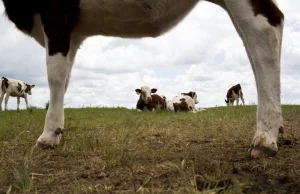Amerykanie robią „prawdziwe” mleko bez krów. Pomogły... grzyby.