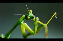 Modliszka bez głowy Gra godowa | BBC Earth